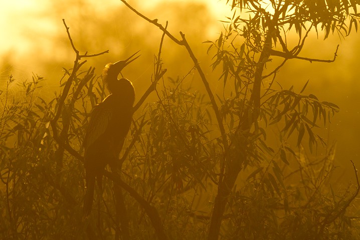 Sonnenaufgang Anhinga anhinga Anhinga